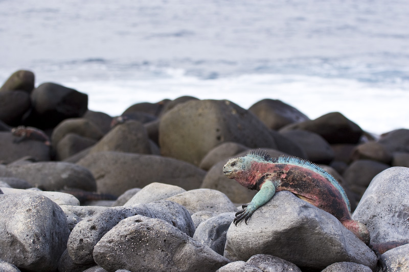 Marine Iguana